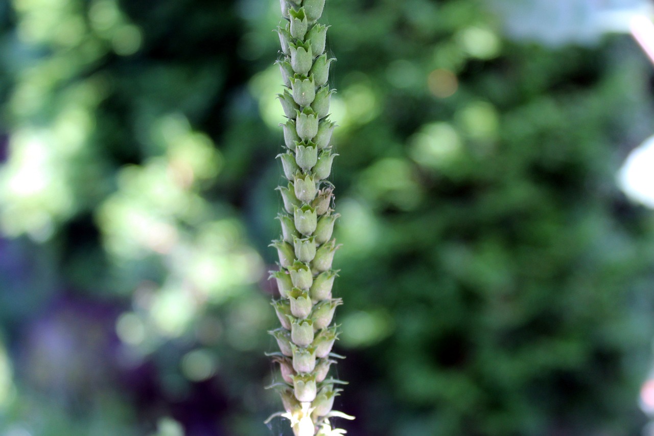 2024新澳门精准正版免费资料,植物防护_QI27.271